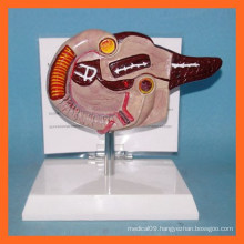 PVC Human Anatomical Pancreas Duodenum Model